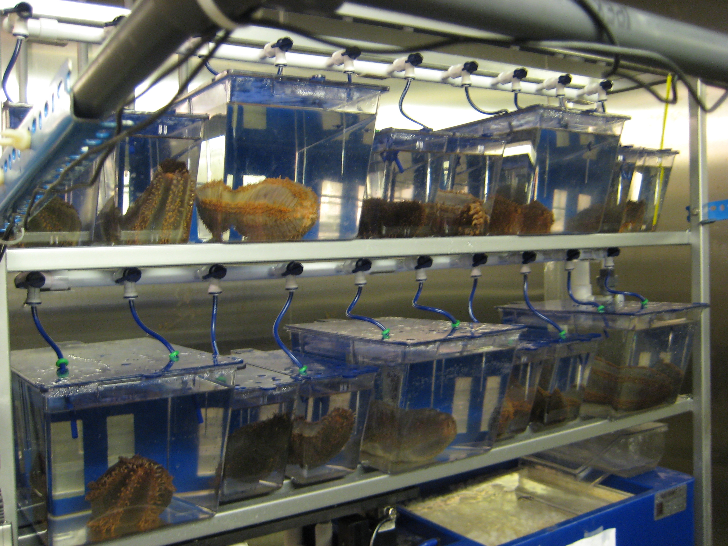 Sea cucumbers, Cucumaria frondosa, held in individual flow-through containers